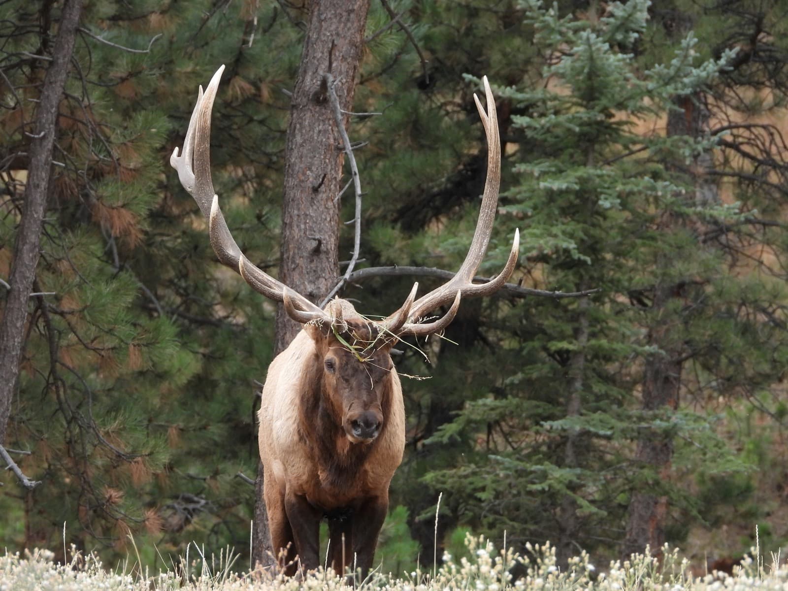 A bull elk with a large rack standing in front of dark conifer timber